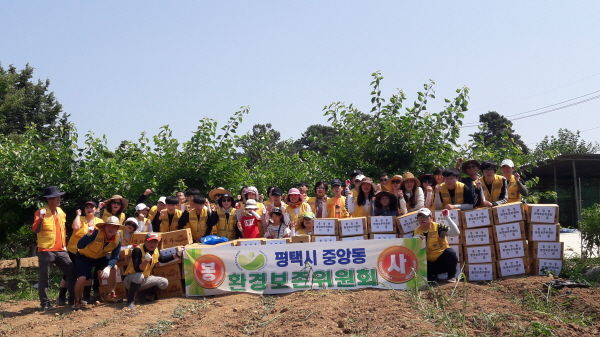 평택시 중앙동 환경보존위원회 사랑의 감자 수확