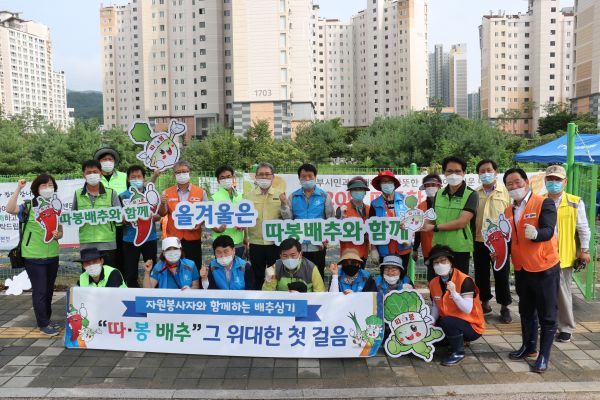 의정부시자원봉사센터 소외계층 지원을 위한 “따·봉 배추” 배추모종 심기에 구슬땀 흘려