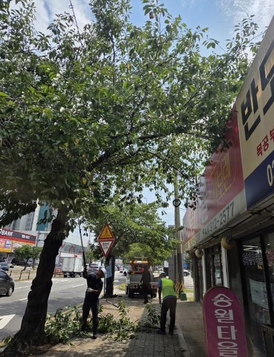 고양시 일산서구, 주민불편 해소 위해 가로수·녹지 관리 총력