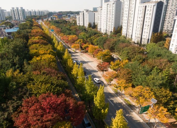 가로수 우수사례(평택시)