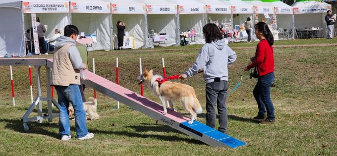 지난 1일 열린 ‘영천에서 함께하개’ 반려문화 체험행사