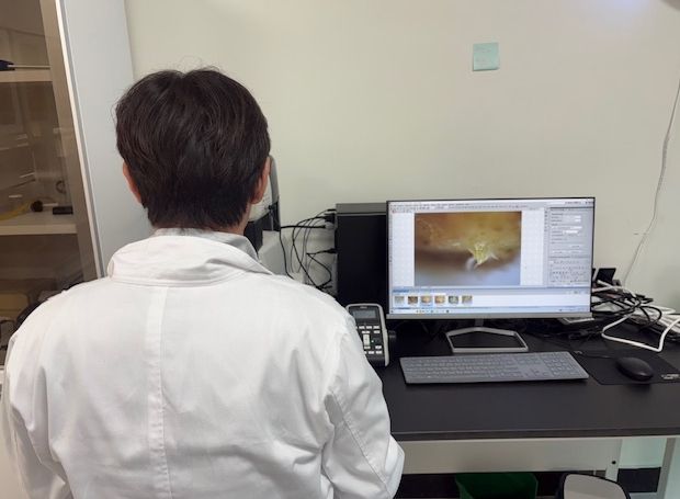 딸기 꽃눈분화 검경 사진