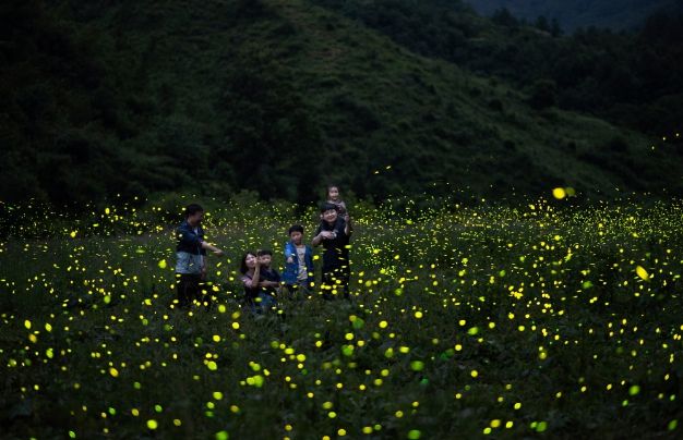 무주군 반딧불이 신비탐사