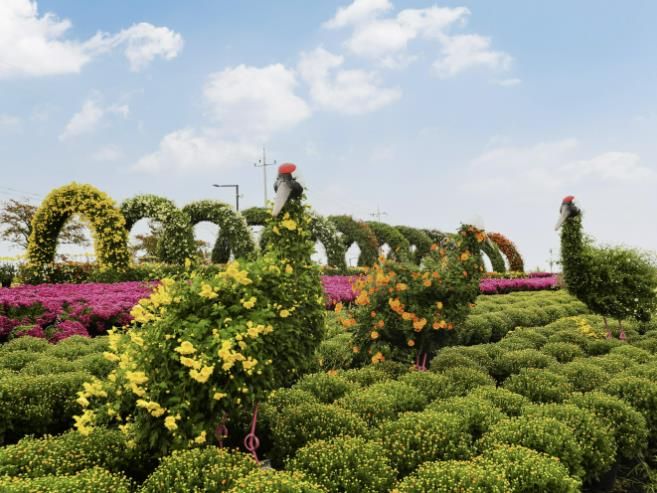 연천군, 제7회 연천국화축제 개최
