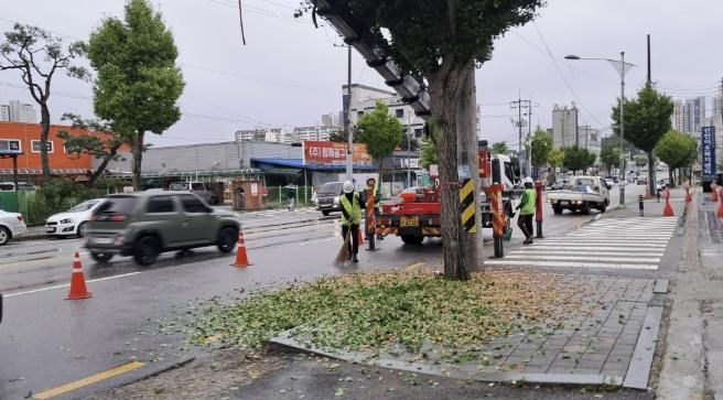 은행나무 열매 조기 제거