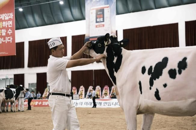 여주시, ‘2025 한국 홀스타인 품평회’에서 8개 부문 수상 쾌거