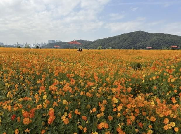 용인특례시는 기흥호수공원에 황화코스모스 경관단지를 조성했다