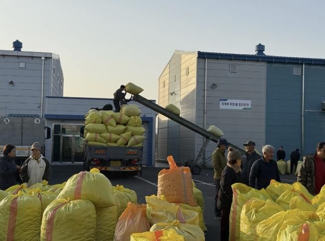 한국농협김치 연천지사, 연천군 고추 농가 대상 건고추 수매 실시