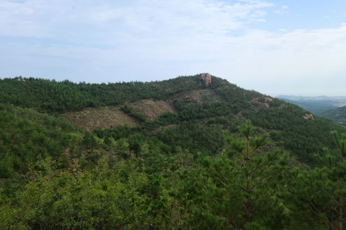 내화수림 조성 후