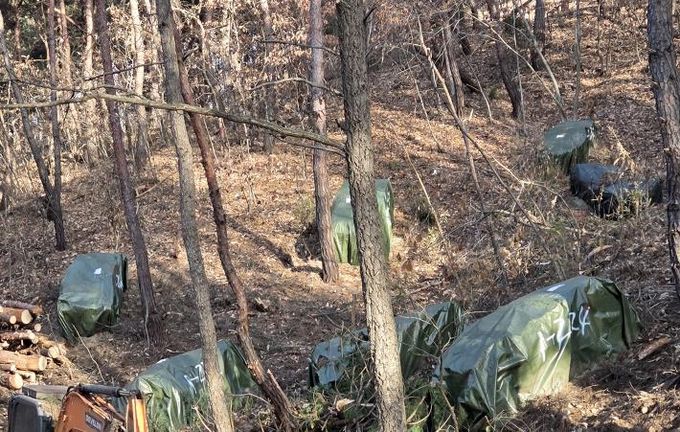 안동시, 소나무재선충병 훈증더미 4,500개 제거
