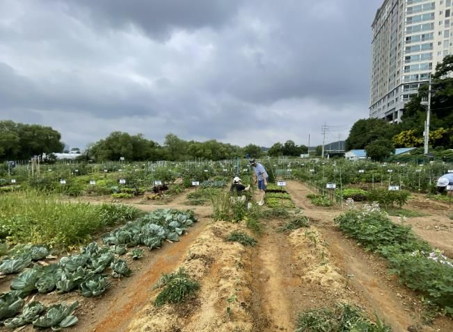 용인특례시는 오는 2월 3일부터 13일까지 용인시민농장에서 텃밭을 가꿀 도시농부 총 815팀을 모집한다