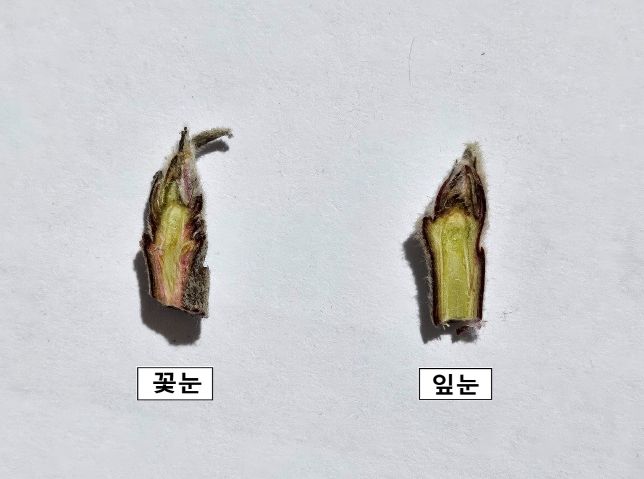 사과 가지치기 전 꽃눈분화율 꼭 확인하세요!