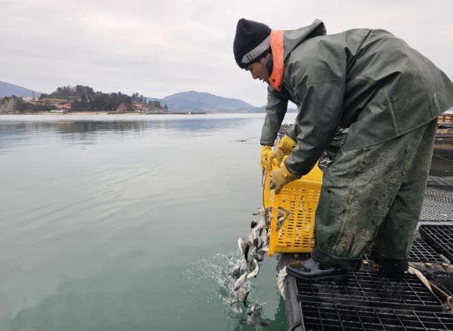 고흥군, 감성돔 52만 마리 긴급 방류