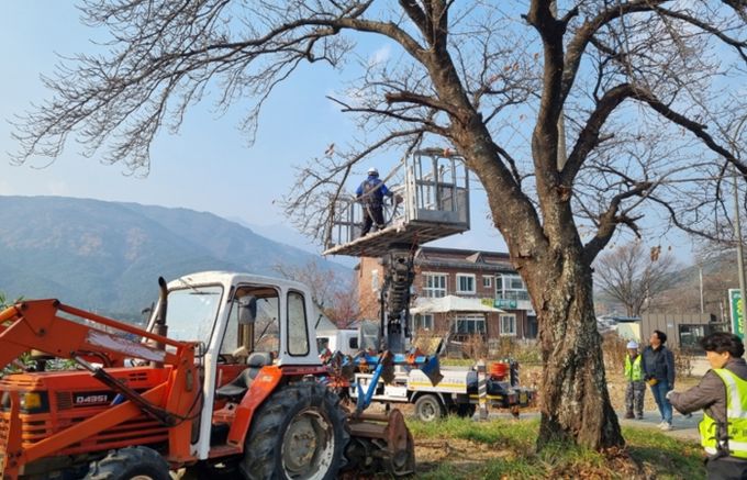 속초시, 주요 도로변 전정 작업으로 도시 경관 개선한다