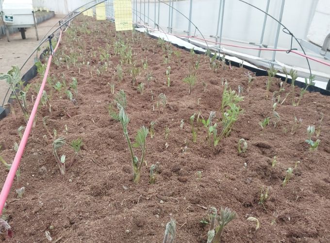 홍천 ‘땅두릅’본격출하