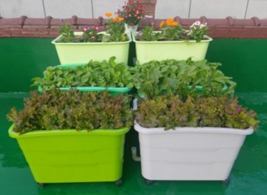 란다에 ‘나만의 텃밭’